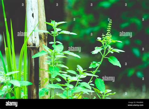 Tulasi Green Tree Plant Also Spelled Thulasi Or Tulsi Taken In Nature