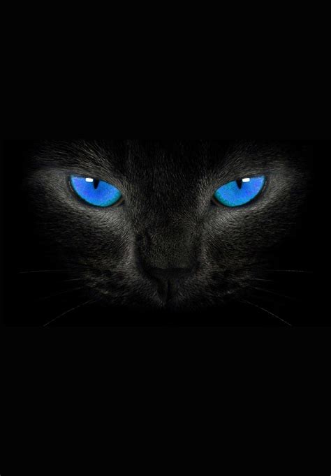 Cat Blue Eyes Dark View 4k Ipad Wallpaper