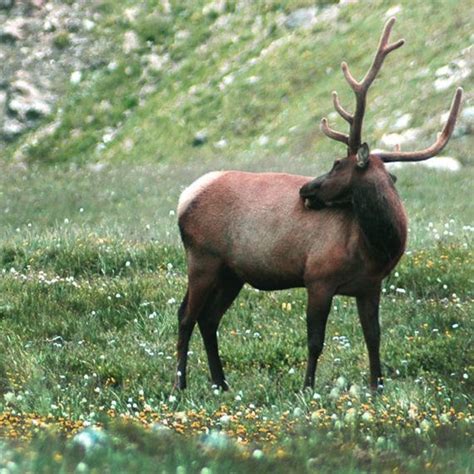Original Photography Elk Bull Elk Rocky Mountain National Park