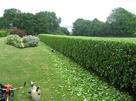 19 Different Types Of Tree Hedges Privacy Hedge Hedging Plants Hedges