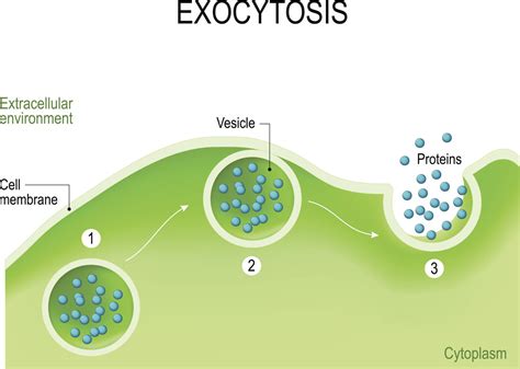 Functions Of Vesicles Biology Wise