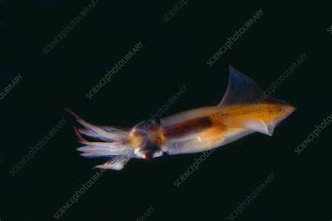 Bioluminescent Firefly Squid