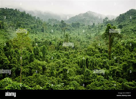 Misty Jungle Hà Tinh Province Vietnam Stock Photo Alamy