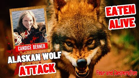 The Tragic Story Of Candice Berner A Teachers Fatal Wolf Attack In