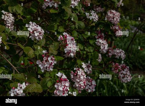 Pink Flowering Viburnum Stock Photo Alamy