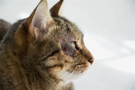 Feline miliary dermatitis is the term vets use when they explain the skin condition affecting a cat. Miliary Dermatitis in Cats - Causes, Symptoms and Care