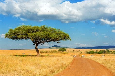Savannah Landscape Stock Photo Containing Africa And Tree High