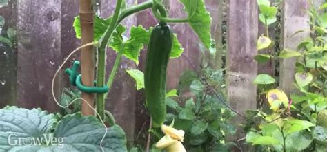 Growing Cucumbers From Sowing To Harvest