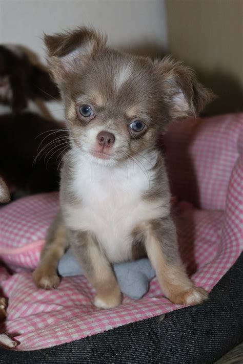 Mit dieser vorlage kann ein kaufvertrag für tiere erstellt werden. Chihuahua lilac | Chihuahua welpen, Hund chihuahua, Kleine hunde