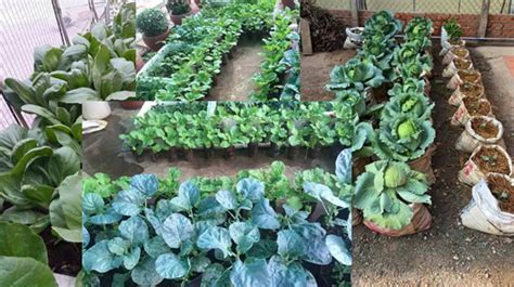 Cara Menanam Sayuran Organik Di Pekarangan Rumah