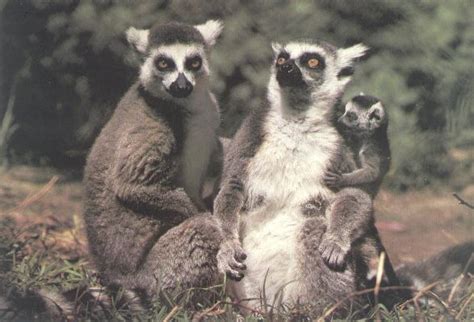 Pictures of Lemurs