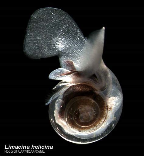 Limacina Helicina Arctic Ocean Biodiversity