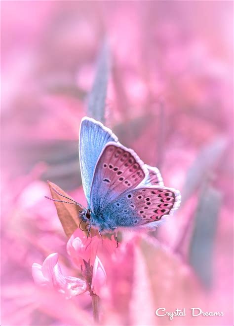 Butterfliesquenalbertini Photo Spring Breeze Tatiana Krylova