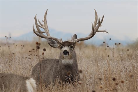 Big Mule Deer Buck Lots Of Extra Antler Points Ray F Flickr