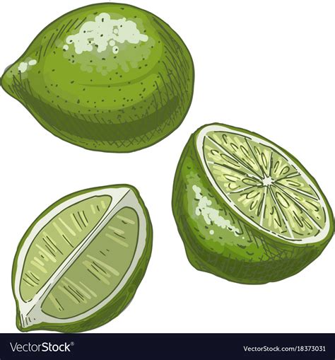 Lime Full Color Realistic Sketch Royalty Free Vector Image