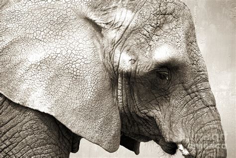 Elephant Photograph By Jackie Farnsworth Fine Art America