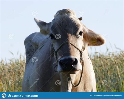 Cattle Like Mammal Dairy Cow Pasture Fauna Picture Image 136289993