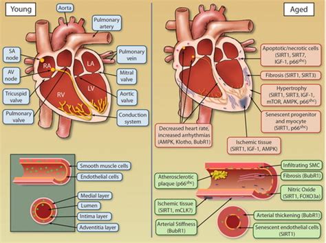 The Intersection Between Aging And Cardiovascular Disease Circulation