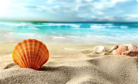 Sea Shell Wallpapers Top Free Sea Shell Backgrounds Wallpaperaccess