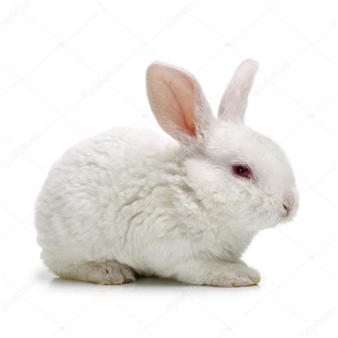 Cute White Baby Rabbit On — Stock Photo © Jianghongyan 122564238