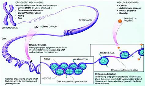 Epigenetic Mechanisms Source National Institutes Of Download