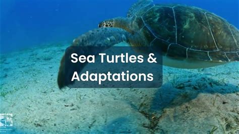 Sea Turtles And Adaptations Youtube