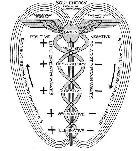 Caduceus Sacred Science Spirit Science Kundalini Yoga Chakra