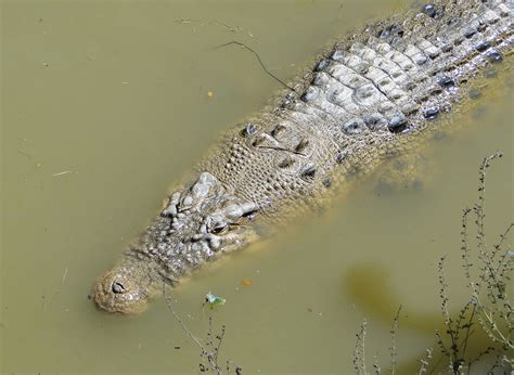 Crocodylus Porosus Schneider 1801 Plazi Treatmentbank