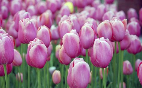 2048x1365 Flowers Tulips Pink Flowers Wallpaper Coolwallpapersme