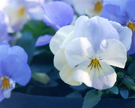 Pansy Flower Meaning And Symbolism