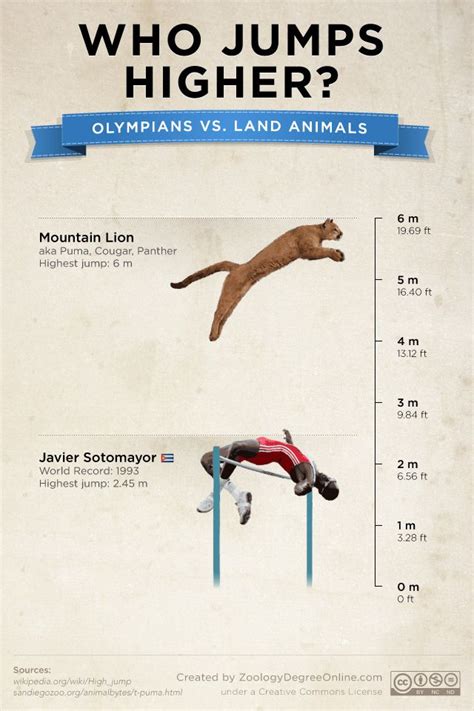 How high can balinese cats really jump? Animals vs Olympians - Who Jumps Higher? | Infographics ...