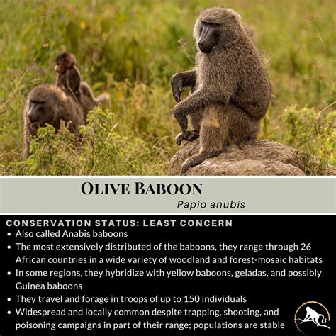 Olive Baboon Papio Anubis New England Primate Conservancy