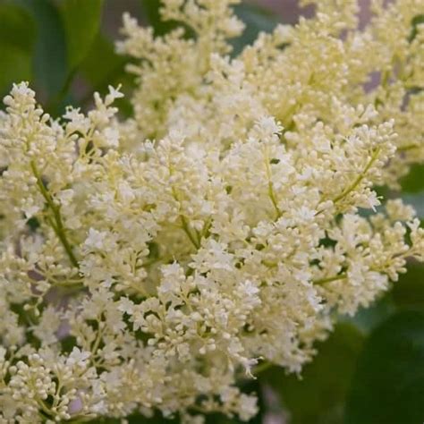Snowdance™ Japanese Tree Lilac Grown By Overdevest