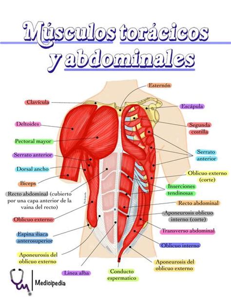 Músculos torácicos y abdominales Medicipedia uDocz