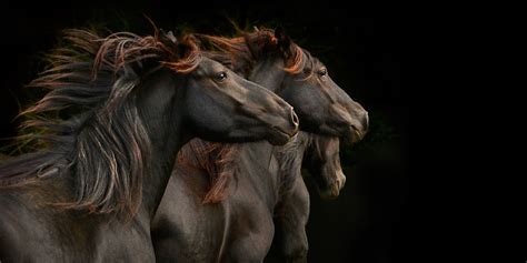 Tony Stromberg Fine Art Equine Photography And Workshops Horses