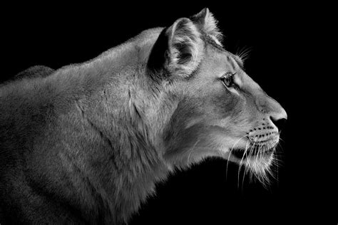 Wolf Ademeit Lioness Portrait Lumas Animals Animal Photography