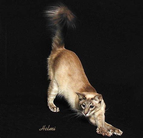 Painting By Helmi Funny Cats Funny Animals Cute Animals Pretty Cats