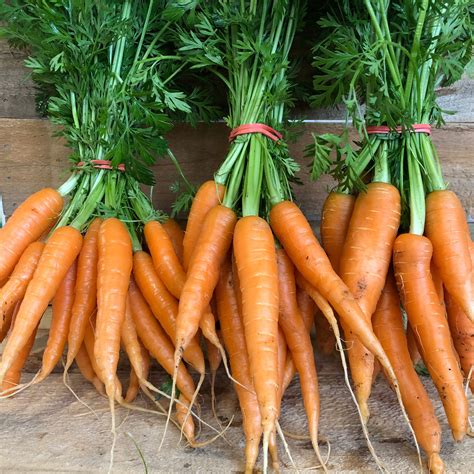 Carrots Bunch Carversville Farm Store
