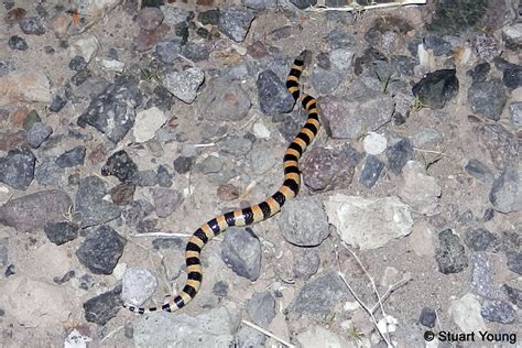 Variable Sand Snake Chilomeniscus Stramineus