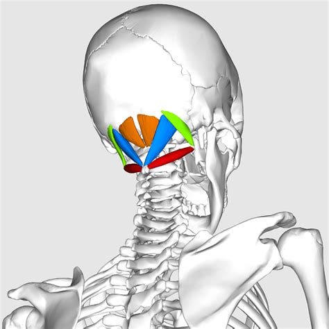 Deep Neck Muscles And Myofascial Pain Syndrome Are We Paying Enough