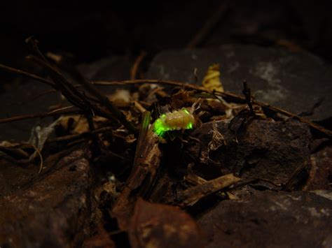 Firefly Larvae Pics