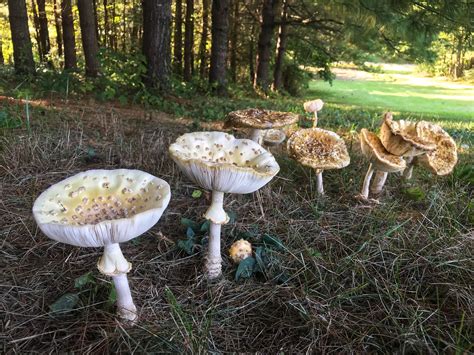 Ohio By The Pines Various Ages Mycology Fungi Mushrooms Mushroom
