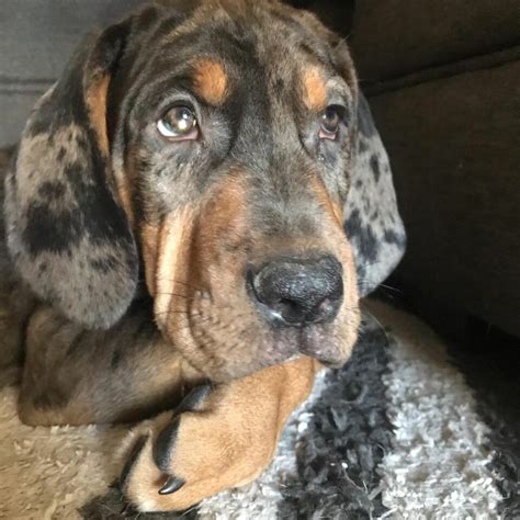 Top 8 Adorable Bloodhound Mixes Choose Your Bloodhound Mixed Breed