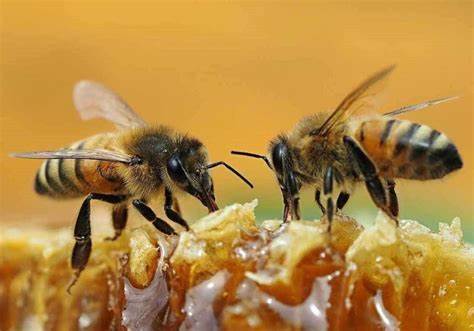 ماذا يستفيد النحل من صنع العسل؟