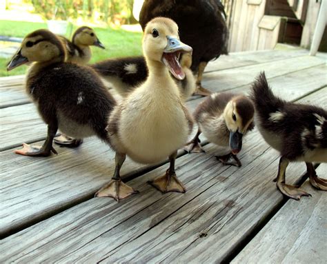 The Daily Cute Total Quacks Cute Ducklings Smiling Animals Baby