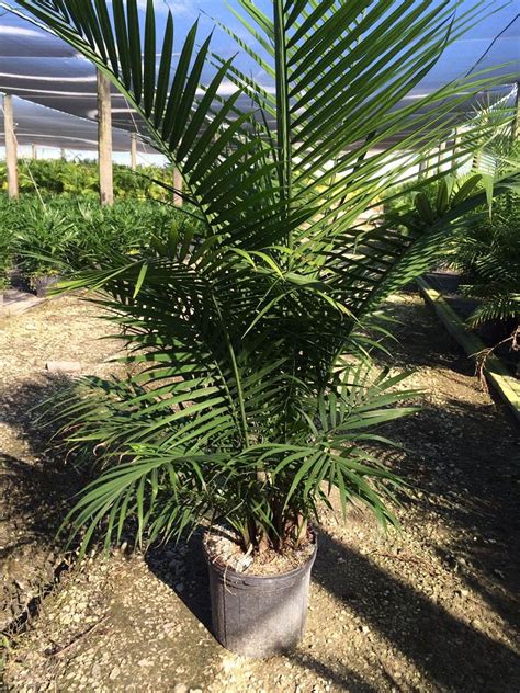 Ravenea Rivularis Majesty Palm Plantvine