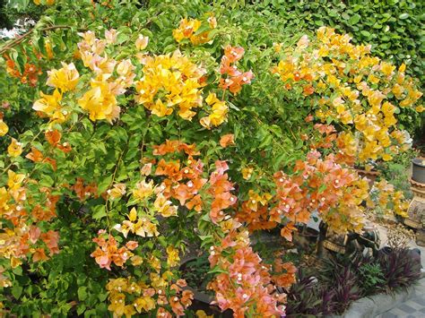 Bougainvillea is a plant genus of the nyctaginaceae family, originating from tropical zones, particularly brazil. Bougainvillea glabra - Acacia LLC