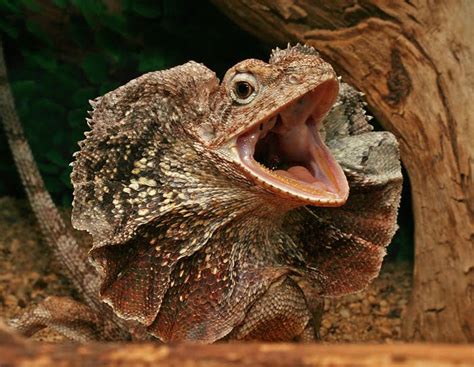 Your Neck May Be Frilled But I Still Love You Frilled Lizard