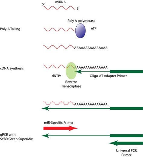Add e.coli rnase h / dna ligase mixture (#6130) = 1 ul. qScript™ microRNA cDNA Synthesis Kit - Gene Target Solutions