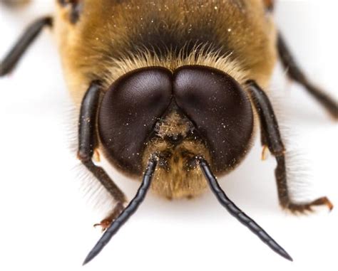 Honey Bee Drone Apis Mellifera Bugguidenet